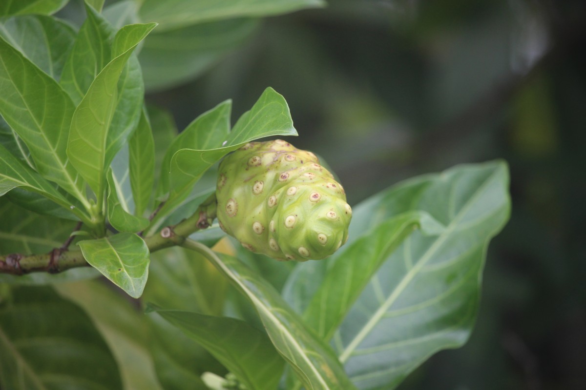 Morinda citrifolia L.